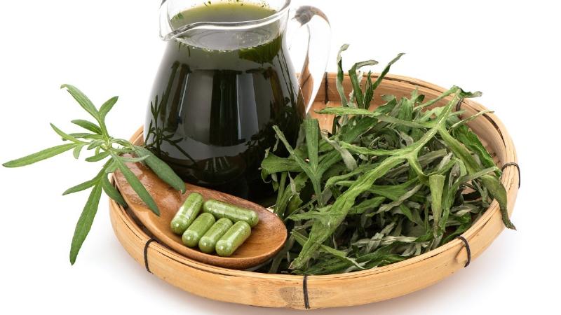 Cây ngải cứu tươi sạch để làm nước ép tốt cho sức khỏe